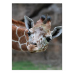 Giraffe Postcard