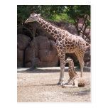 Giraffe Postcards