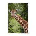 Giraffe posters by jepler Giraffe posters