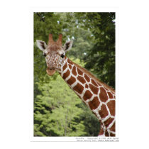 Giraffe posters