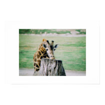Giraffe posters