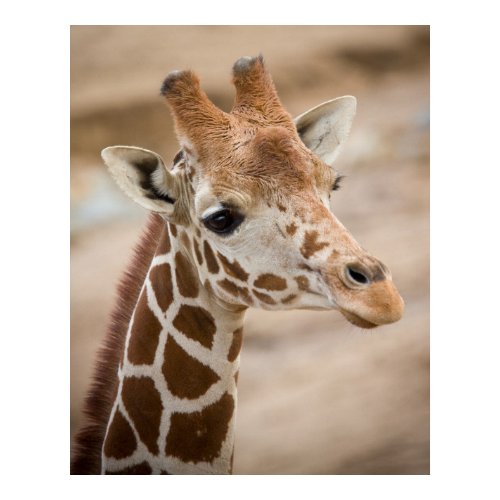 Giraffe print