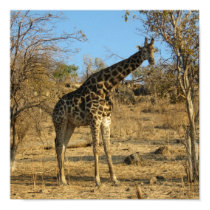 Giraffe posters by krystlchndlr Giraffe posters