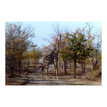 Giraffe posters