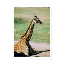 Giraffe posters