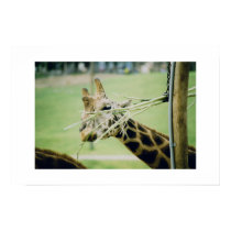 Giraffe posters