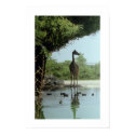 Giraffe posters by saramacqueen Giraffe posters