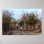 Giraffe posters