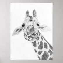 Giraffe Poster