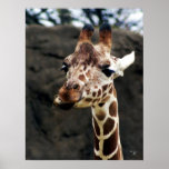 Giraffe Poster