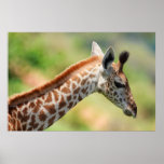 Giraffe Posters