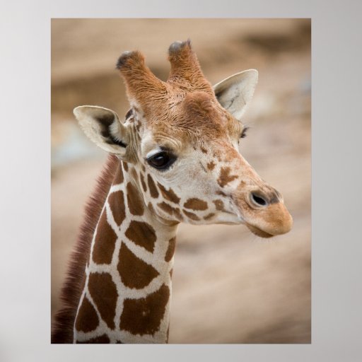 Giraffe Print