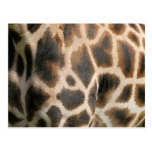 Giraffe Print Pattern Postcard postcards