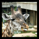 Giraffe Print posters