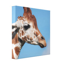 Giraffe Profile Canvas Print