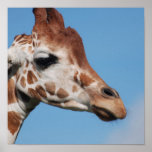 Giraffe Profile Poster