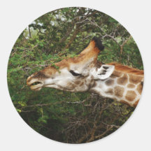 Giraffe safari gifts round sticker