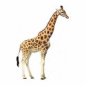 Giraffe Sculpture photo sculptures by nicoleFMM Giraffe Sculpture photo sculptures