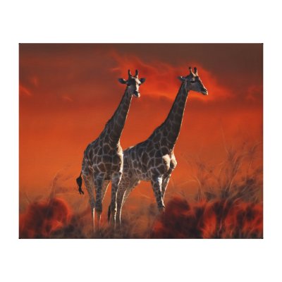 Giraffe series from South African wild life Canvas Print