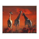 animal, african, laureenr, wild life, cape town,