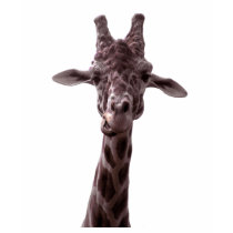 Giraffe Shirt