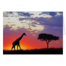 Giraffe silhouetted at sunrise, Giraffa Greeting Cards