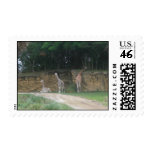 Giraffe stamp