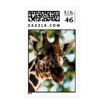 Giraffe Stamp by lynnhsmomof2 Giraffe Stamp