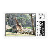 Giraffe stamps