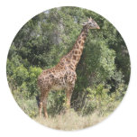 giraffe stand stickers