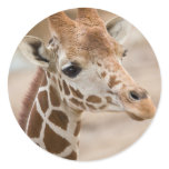 giraffe round sticker