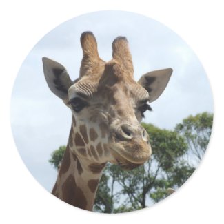 Giraffe Sticker - Round
