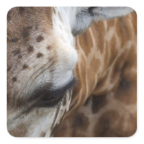 Giraffe Stickers stickers