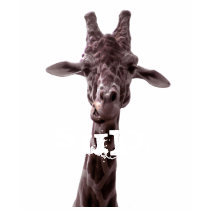 Giraffe, 'SUP? t-shirts