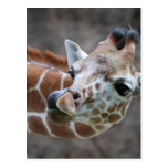 Giraffe Tongue Postcards postcards