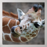 Giraffe Tongue Poster Print