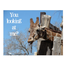 Giraffe Tongues Postcards