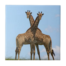 Giraffe Twins Tile