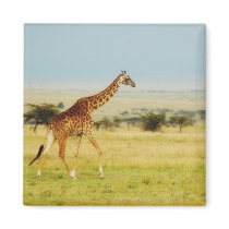 Giraffe walking Masai Mara Plains, Kenya magnet by Rowood Giraffe walking Masai Mara Plains, Kenya magnet