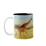 Giraffe walking Masai Mara Plains, Kenya mug