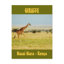Giraffe walking Masai Mara Plains Kenya postcard