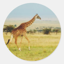 Giraffe walking Masai Mara Plains, Kenya sticker
