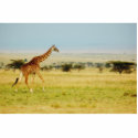 Giraffe walking Masai Mara plains, photo sculpture photo sculptures by Rowood Giraffe walking Masai Mara plains, photo sculpture photo sculptures