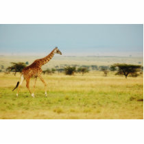 Giraffe walking Masai Mara plains, photo sculpture photo sculptures by Rowood Giraffe walking Masai Mara plains, photo sculpture photo sculptures