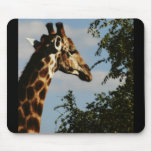 Giraffe wildlife safari mousepads