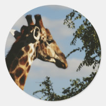 Giraffe wildlife safari stickers