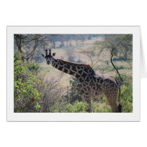 Giraffe with Extended Neck cards by ksmcnerney Giraffe with Extended Neck cards