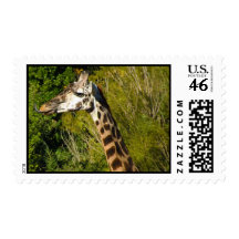 Giraffe with Tongue Sticking Out Curled Up Postage Stamp