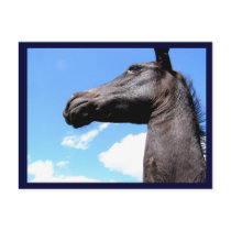 Giraffed Horse Postcards