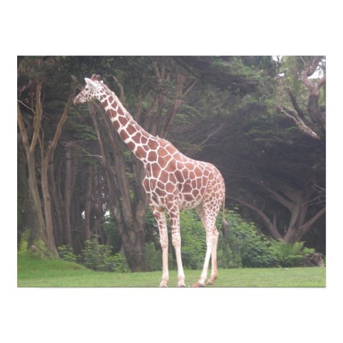 giraffes 002 canvas print